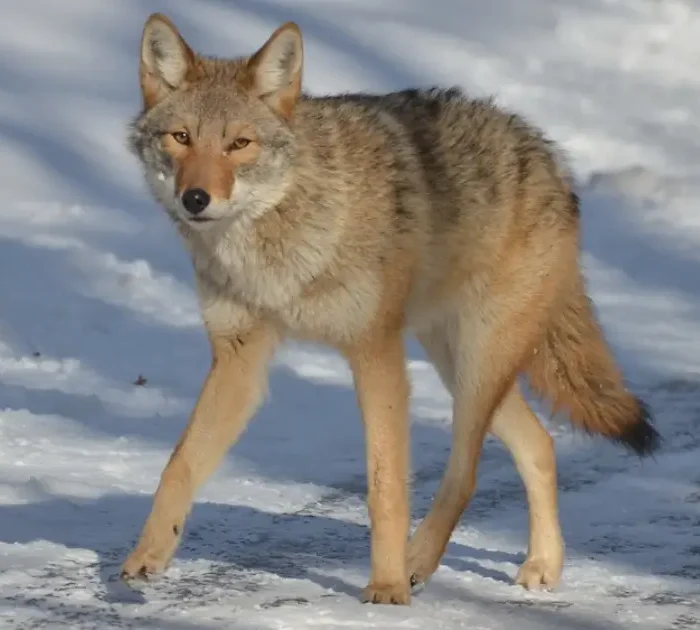 A picture of a coyote in Ontario