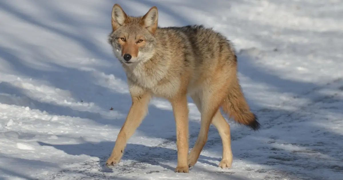 A picture of a coyote in Ontario