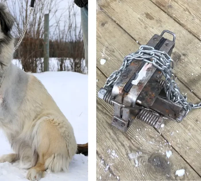 An image showing a livestock guardian dog who lost a leg to a trap