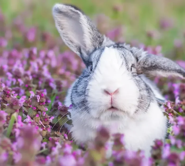 A picture of a domestic dutch rabbit