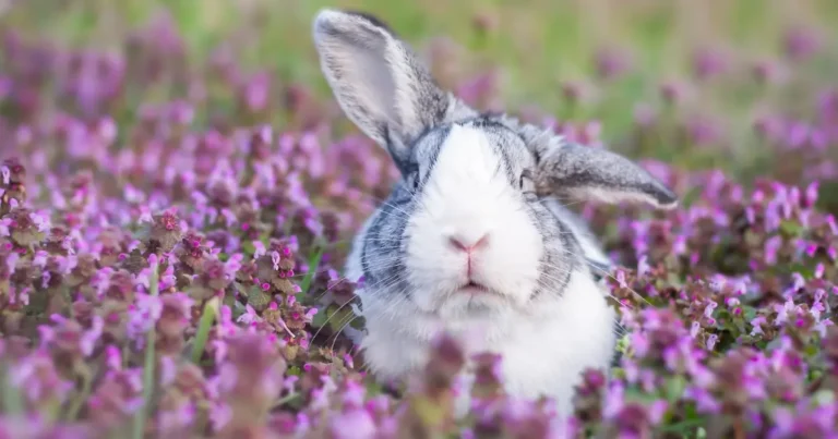 A picture of a domestic dutch rabbit