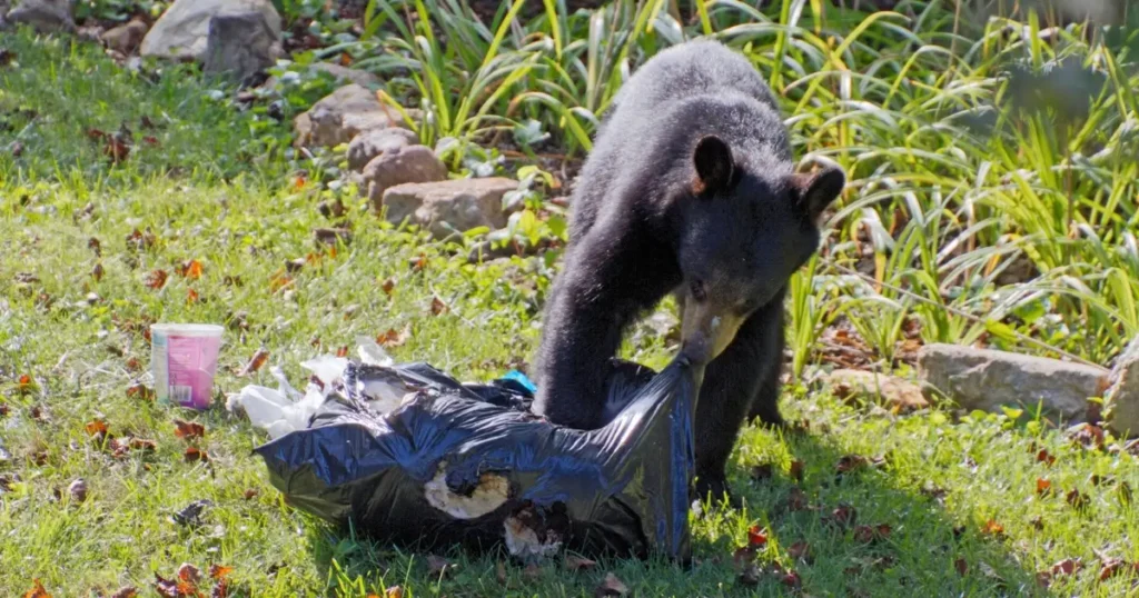 A black bear rips into accessible garbage bags.