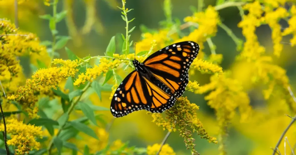 A butterfly rests on Canada Goldenrod.
