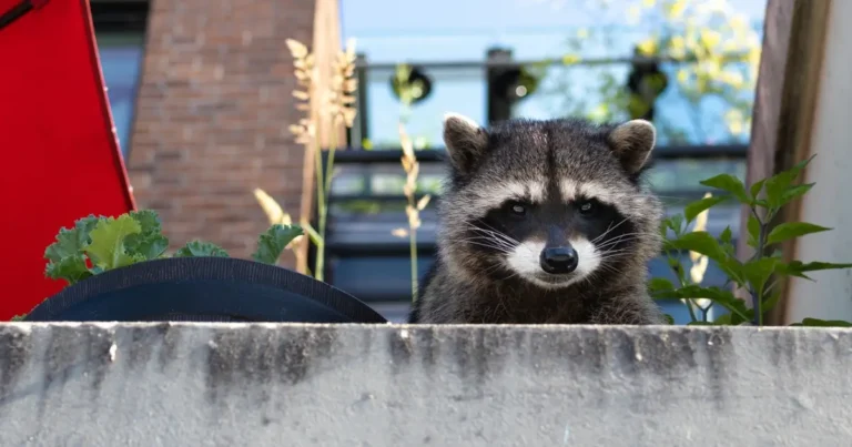 A picture of a raccoon