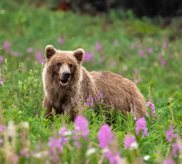 Grizzly bear picture