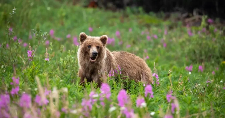 Grizzly bear picture