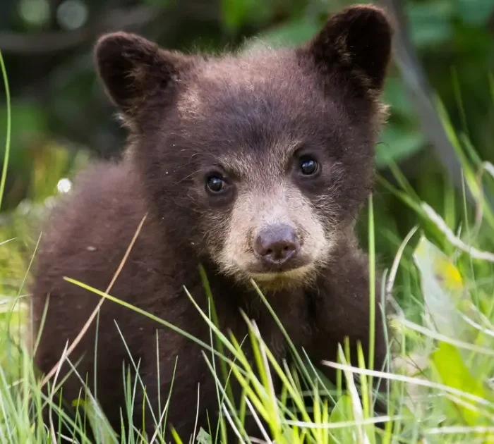 Picture of a black bear cub