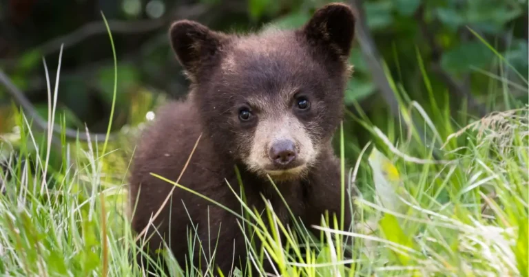 Picture of a black bear cub