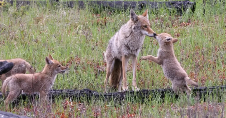 A coyote family photo