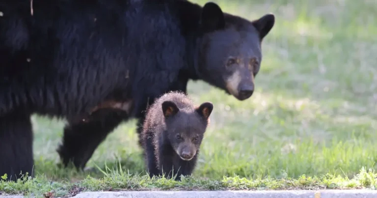 A mother bear watches her cub