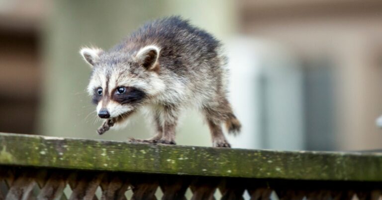 Picture of a raccoon kit