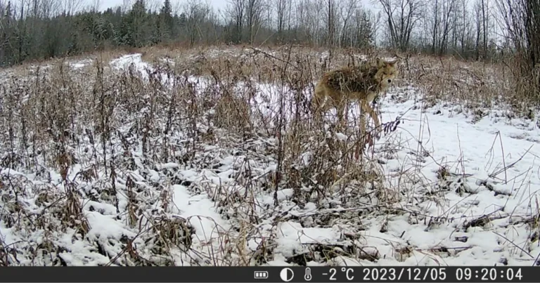 An image showing a coyote caught by a trail cam
