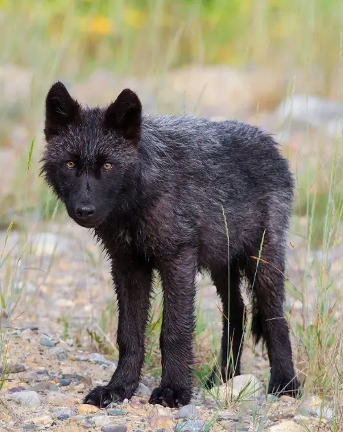 Picture of a black wolf