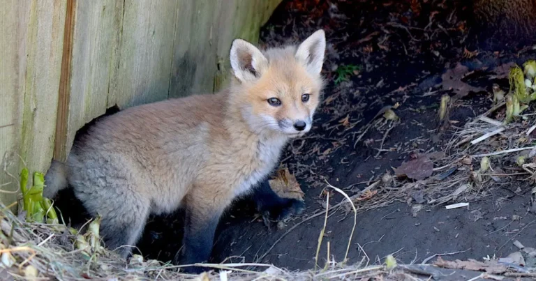 Picture of a fox kit