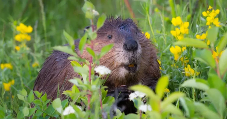 A beaver in a meadow