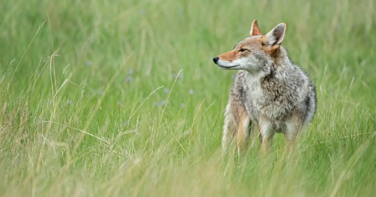 Picture of a coyote