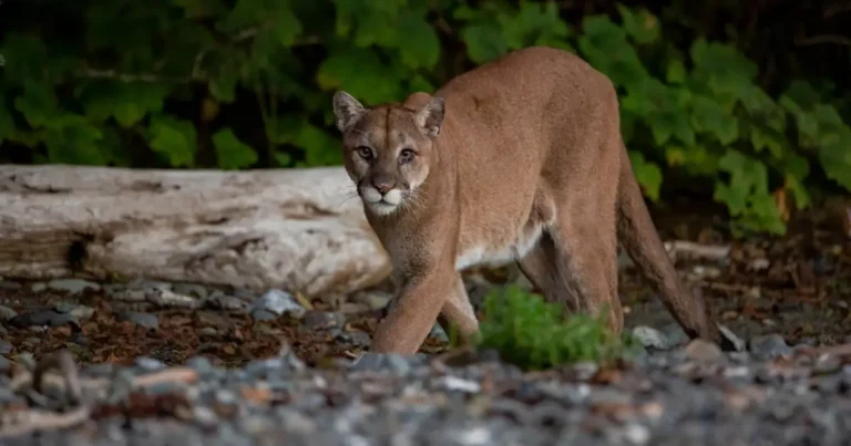 Picture of a cougar on a beach