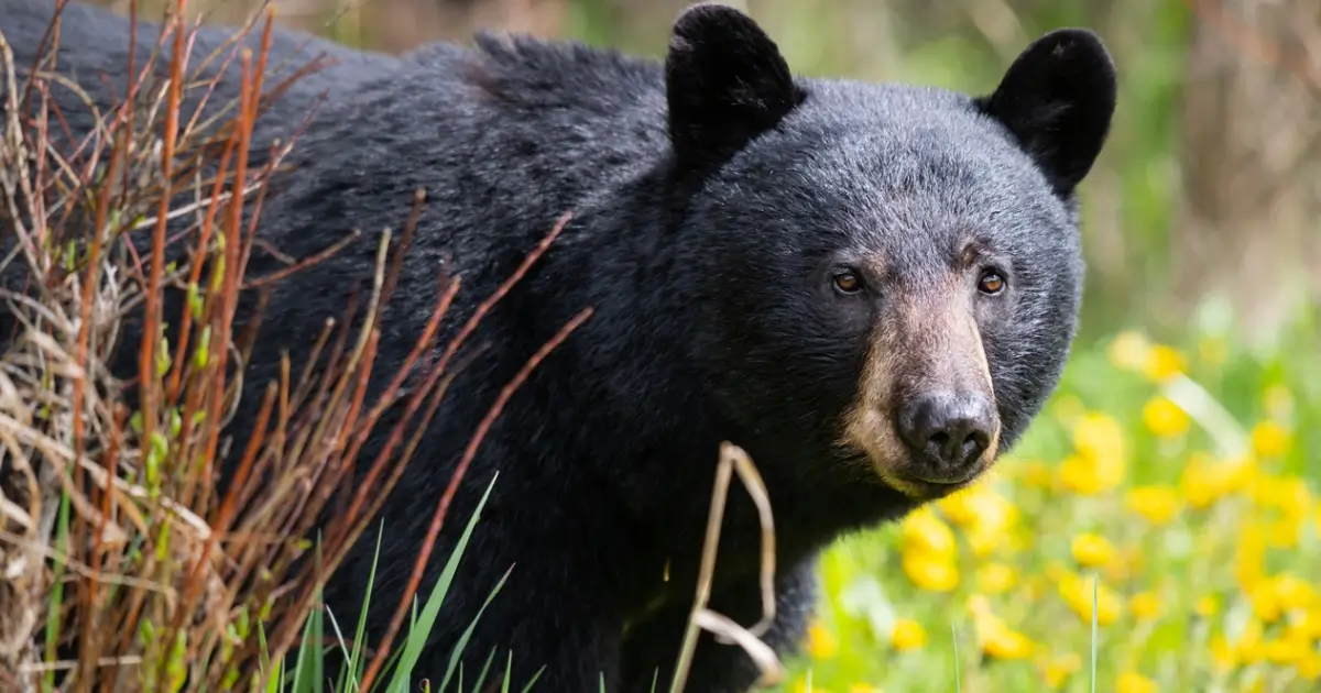 Picture of a black bear