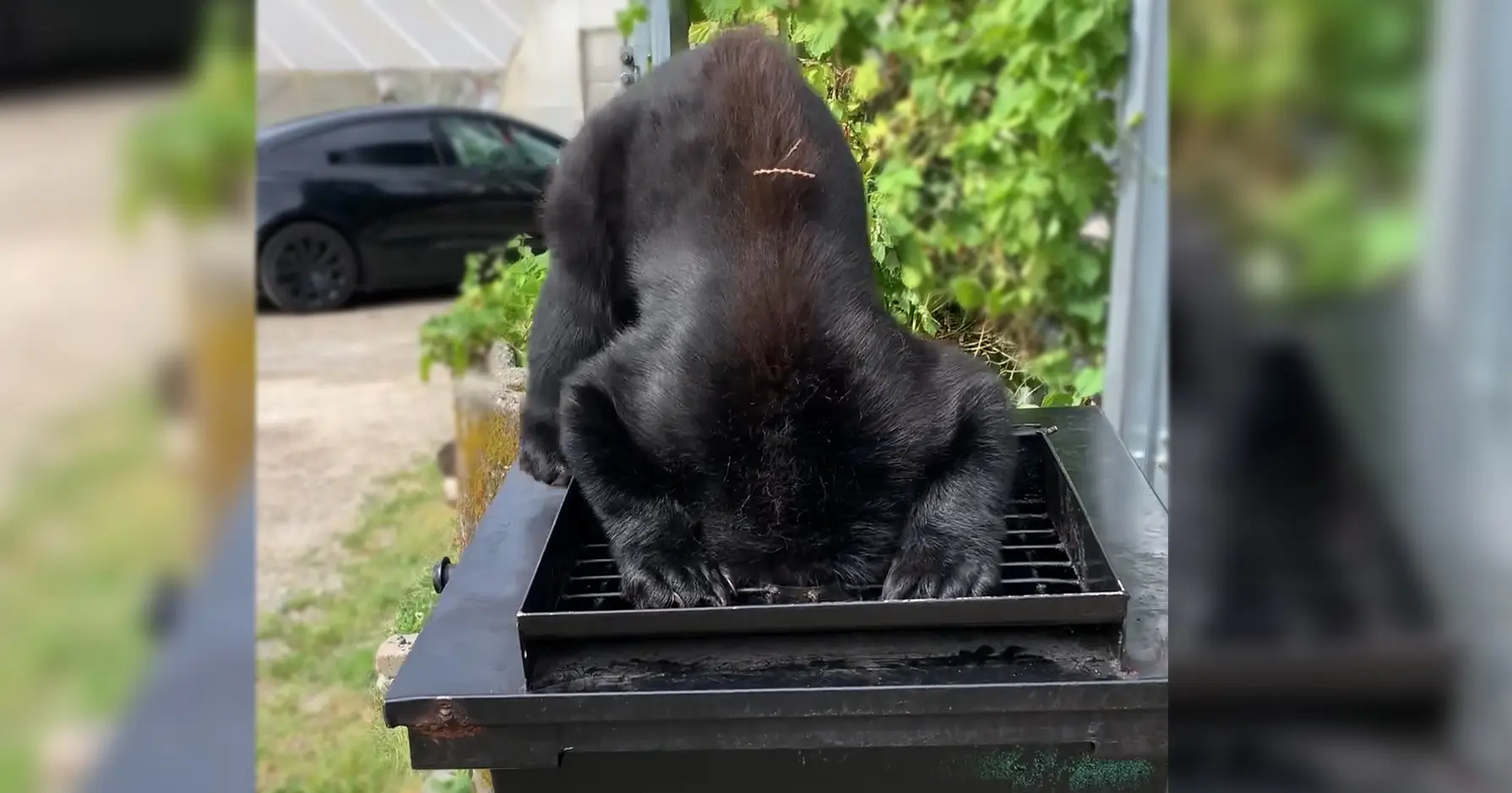Picture showing a black bear with their head stuck in a grease trap