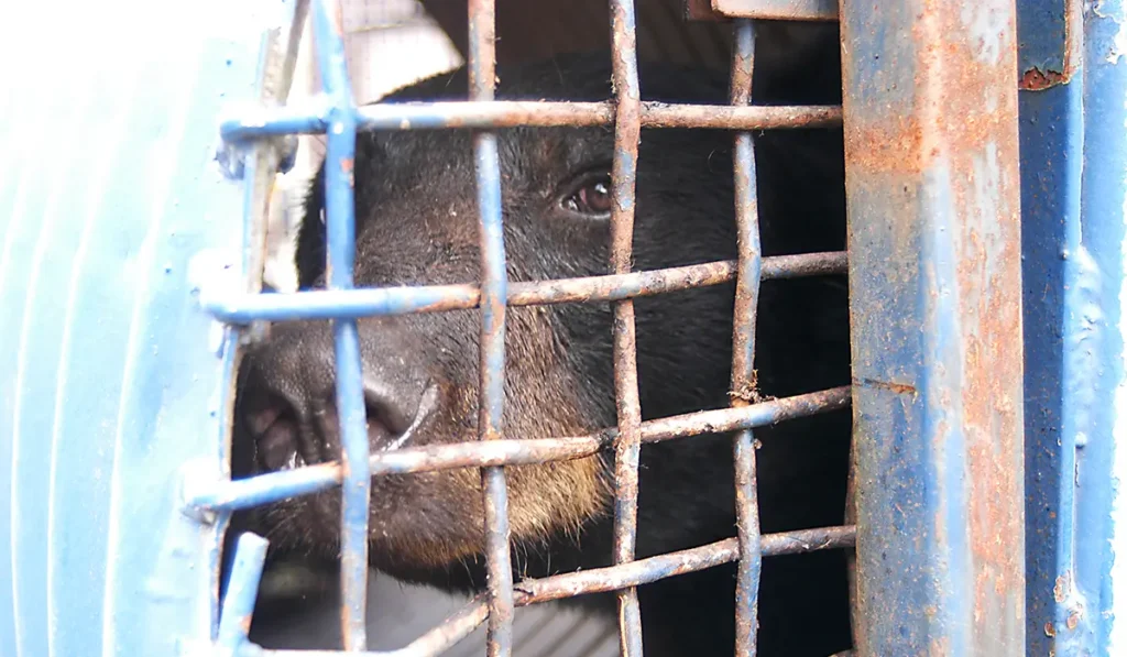 Picture showing a black bear in a cage