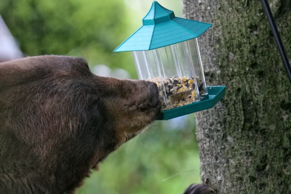 Picture showing a black bear eating bird seed direct from a bird feeder