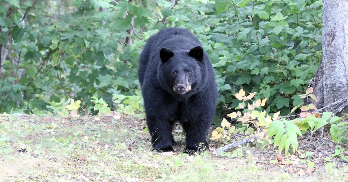 Picture of a black bear in Prince George BC