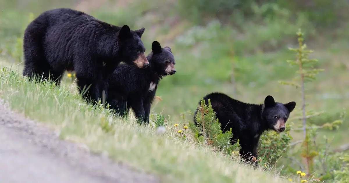 Picture showing a black bear family