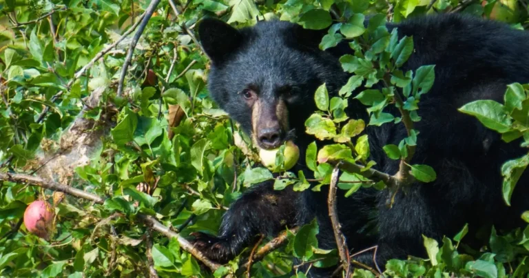 Picture of a black bear in a tree eating an apple