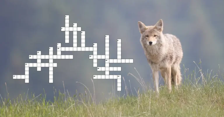 Picture of a coyote with a visual preview of the crossword puzzle.