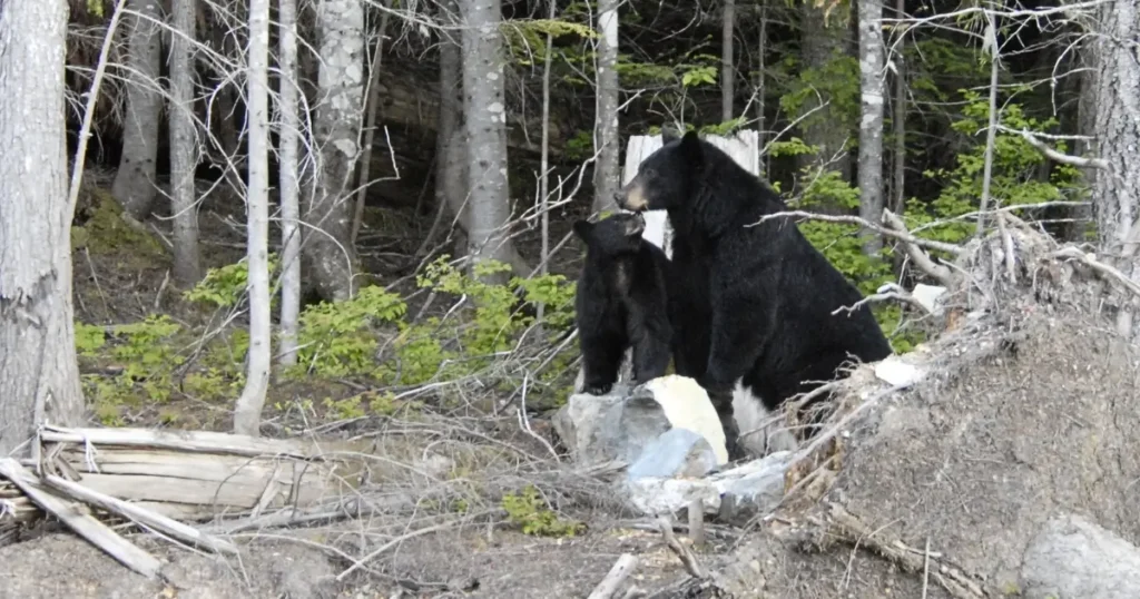 A picture of a black bear cub with their mother