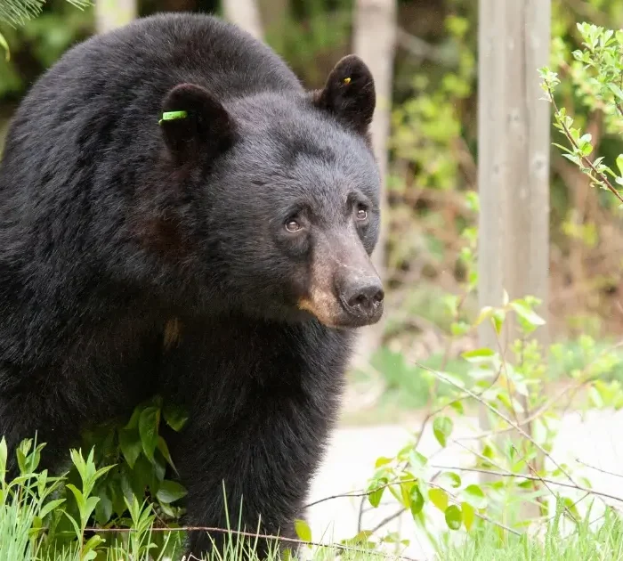 Picture of a black bear in British Columbia