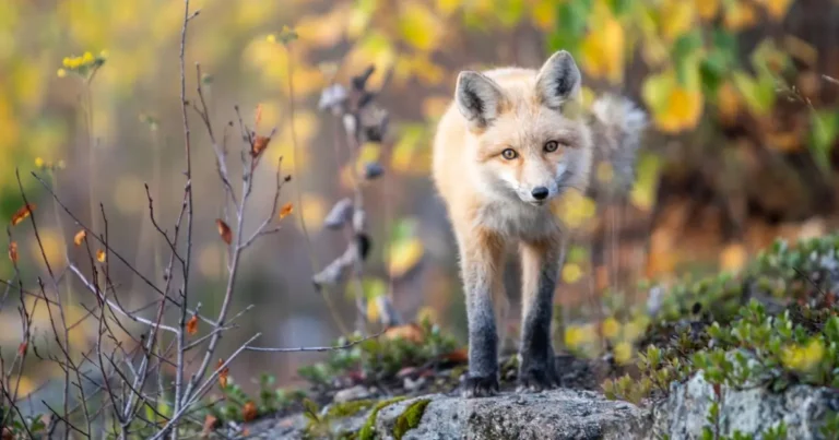 Picture of a red fox