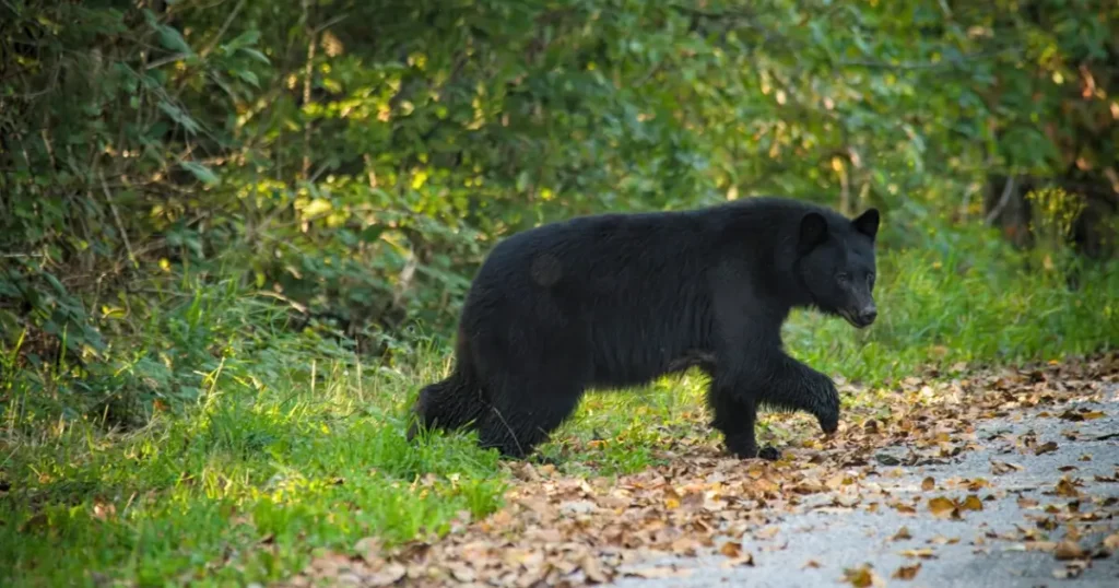 Picture of a black bear crossing a road in autumn.