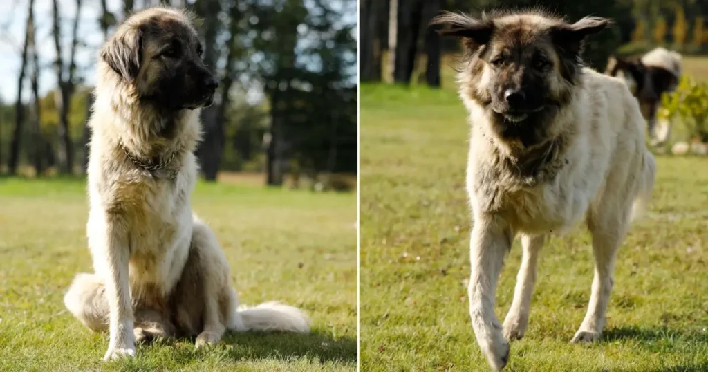 Picture showing Pearl with three legs, healed and happy.