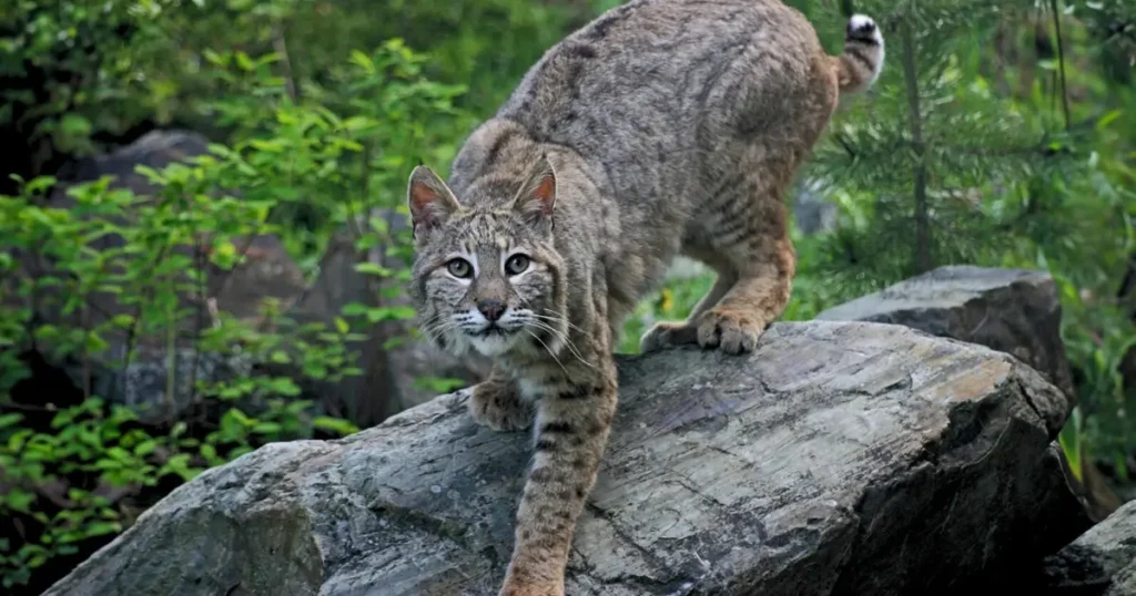 A picture showing a bobcat