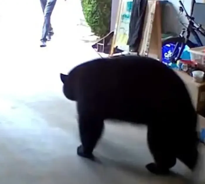 A screengrab from the Instagram post showing a black bear in a garage in British columbia.