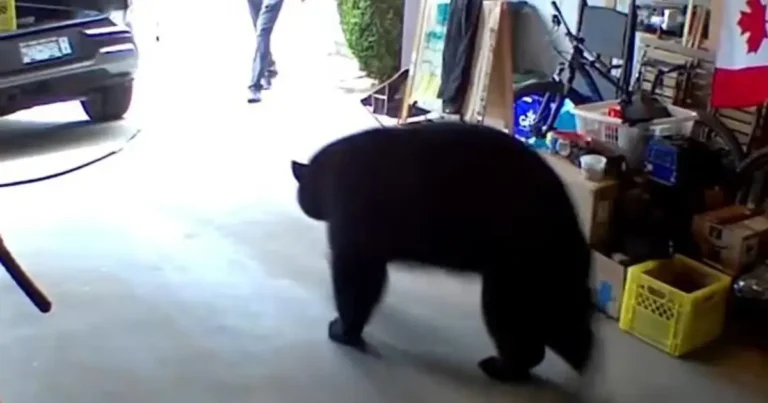 A screengrab from the Instagram post showing a black bear in a garage in British columbia.