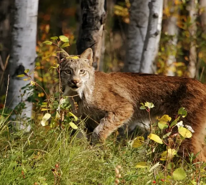 A picture of a lynx in the woods in a Canadian autumn