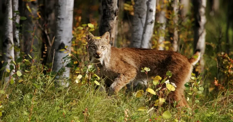 A picture of a lynx in the woods in a Canadian autumn