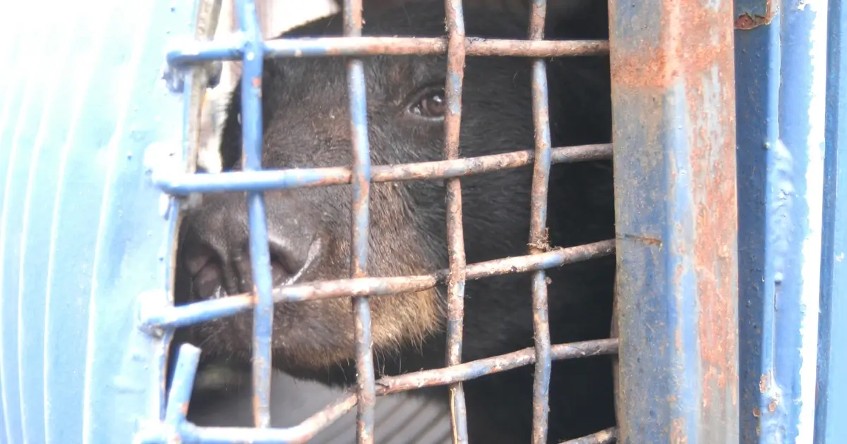 A picture showing a black bear in a cage trap, looking out at the camera.