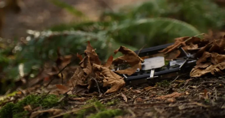 A picture showing a primed foot-hold trap in a natural setting.