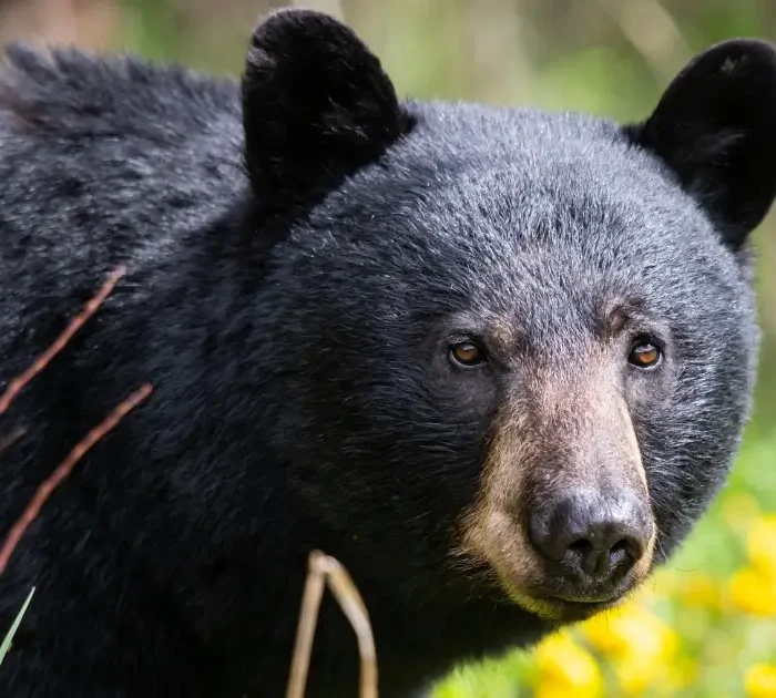 A picture of a black bear in the wild, standing on the edge of a meadow.