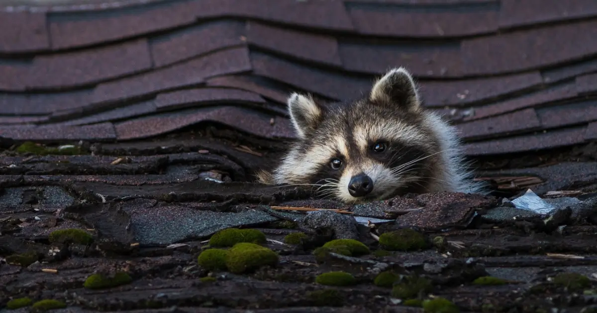 A picture showing a raccoon poke their head up out of the damaged portion of a Quebec roof.