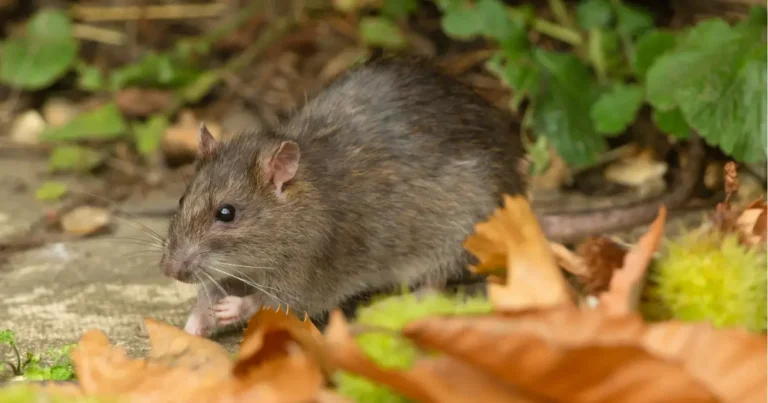 A picture showing a brown rat on pavement with fall colours around them.