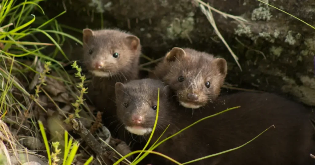 A picture showing a group of mink