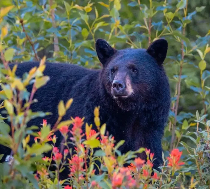 A picture of a black bear standing in a shrub-filled forest edge.