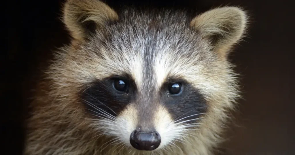 A close up picture of a juvenile raccoon.