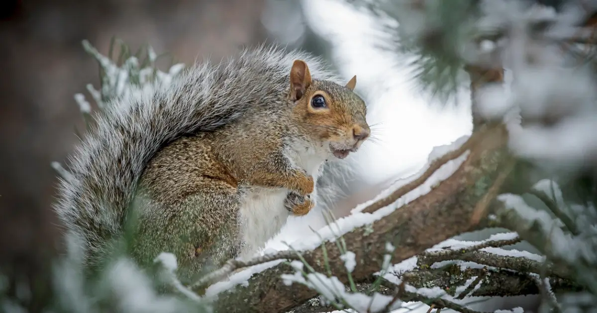 A picture of a grey squirrel on a branch of a tree in winter.