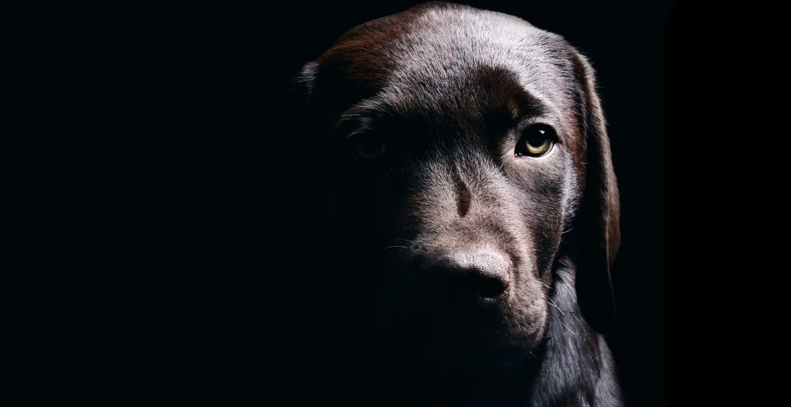 A picture of a sad dog on a dark background