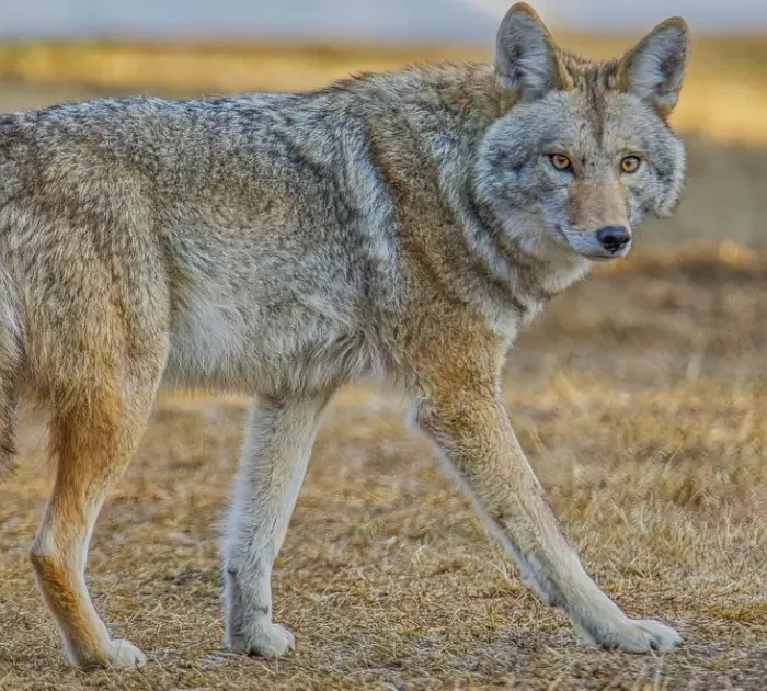 A photograph of a coyote in autumn weather.